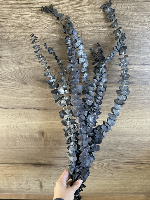 Stabilizovaný eucalyptus pulverulenta 'baby blue'