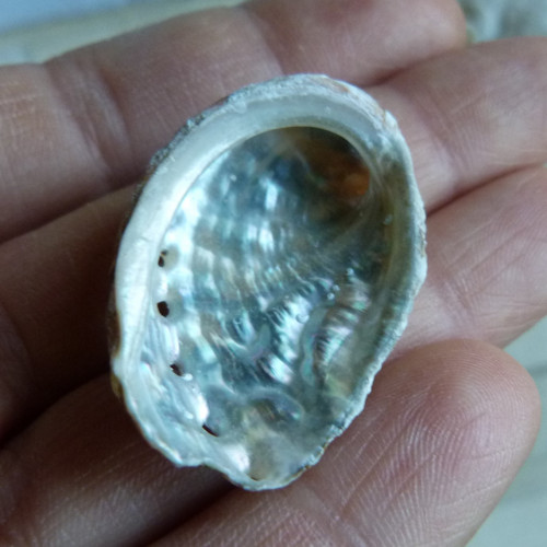 Mušle "mořské ucho" - 3,7 cm (M9)