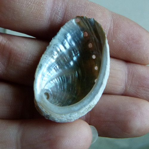 Mušle "mořské ucho" - 3,5 cm (M11)