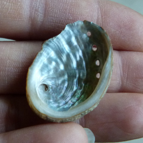 Mušle "mořské ucho" - 3,1 cm (M12)