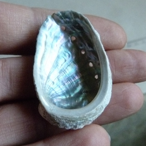 Mušle "mořské ucho" - 4,4 cm (M16)