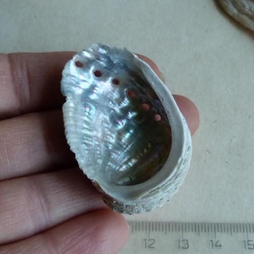 Mušle "mořské ucho" - 4,8 cm (M17)