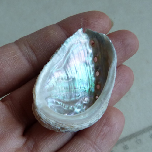 Mušle "mořské ucho" - 4,6 cm (M19)