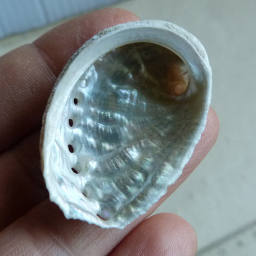 Mušle "mořské ucho" - 4,4 cm (M20)