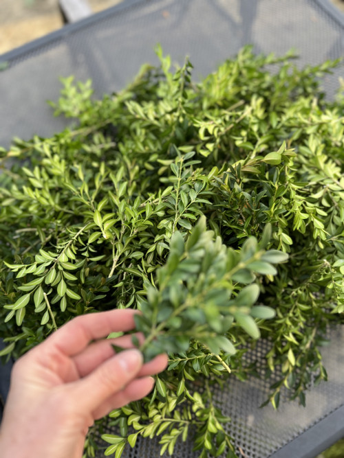 Buxus na výrobu věnce — foto 1