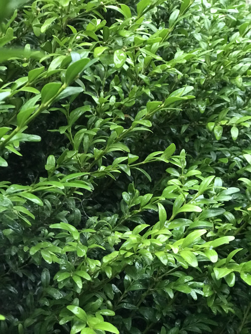 Buxus-zimostráz