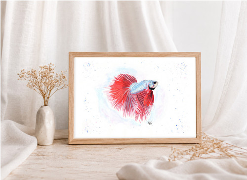 Betta bojovnice