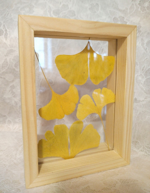 Ginkgo listy ve skle
