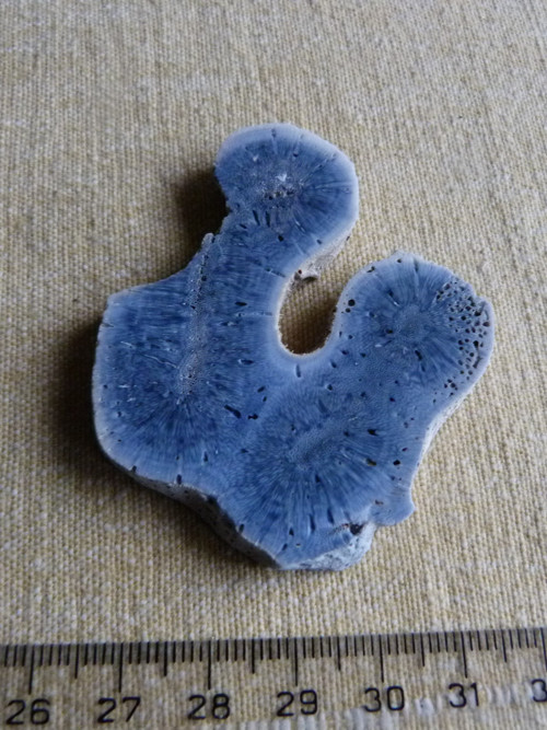 Korál modrý přírodní - 5,3 cm - Extra!