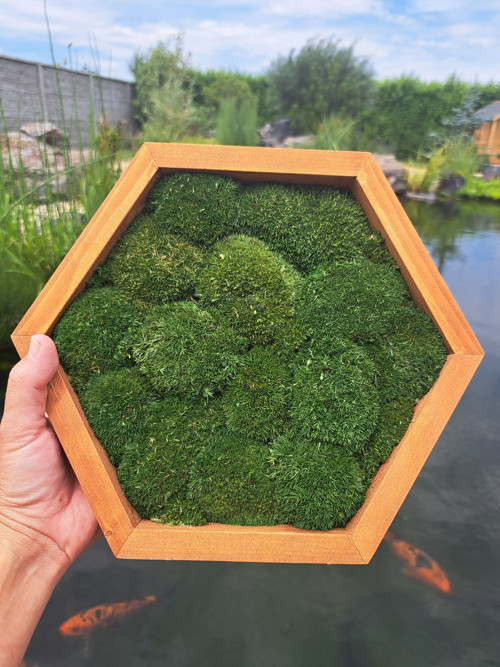 Hexagon v přírodním kabátu — foto 1