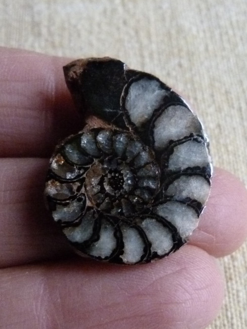 Amonit - 2,8 cm