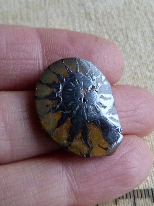 Amonit - 2,5 cm — foto 1