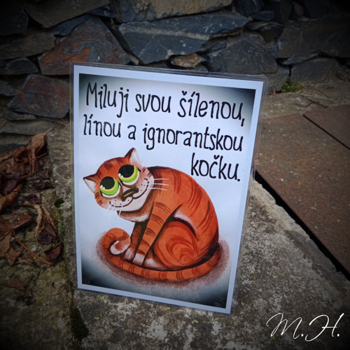 Miluji svou šílenou, línou a ignorantskou kočku
