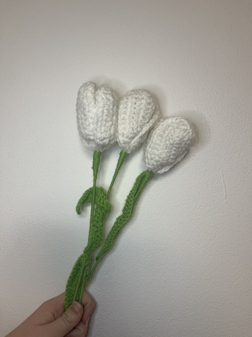 Tulipán