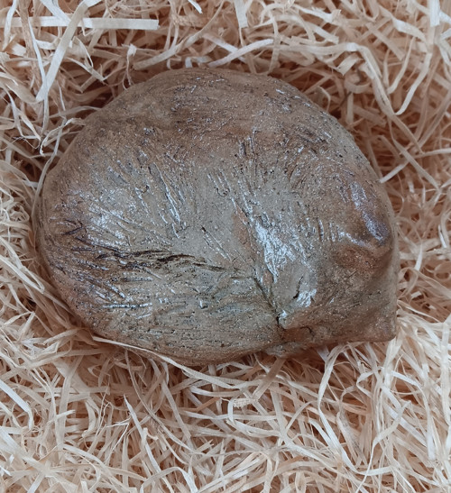 Schoulená kočka — foto 1