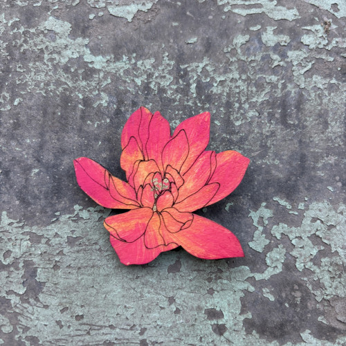 Chryzantéma — foto 1