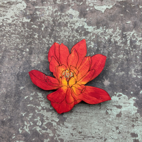 Chryzantéma — foto 1