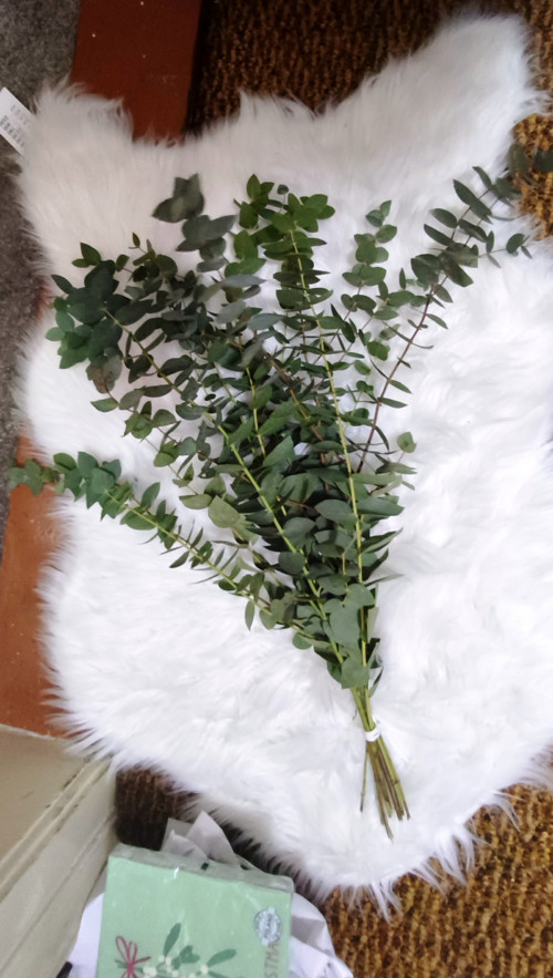 Sušený svazek Eucalyptus vonný šedý elegantní