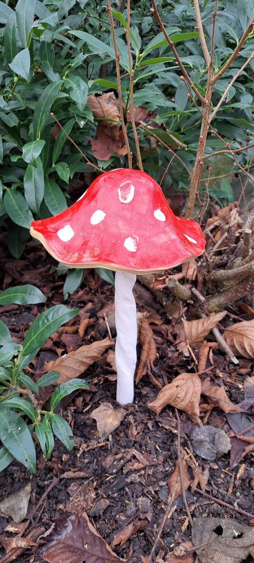 Muchomůrka veliká1 MEGA17cm průměr kloboučku — foto 1