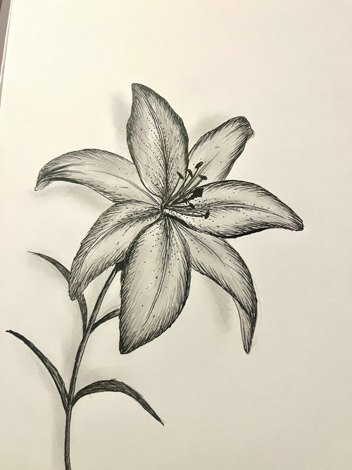 Kresba lilie (návrh tetování)
