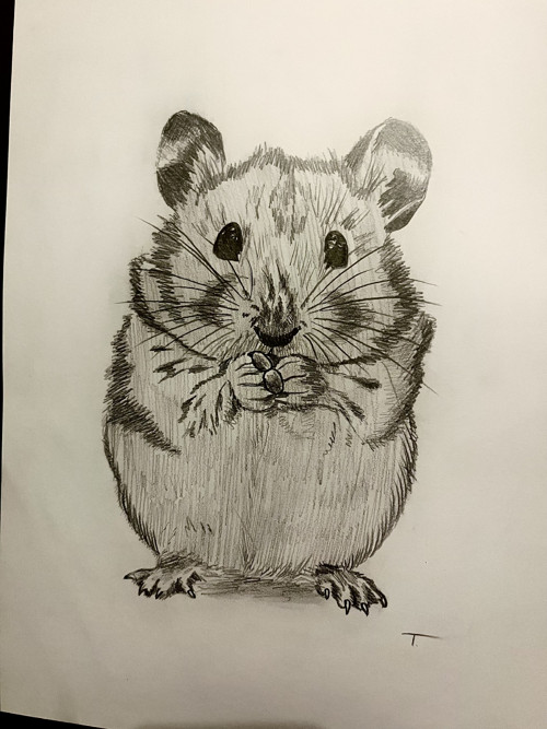 Kresba křečka