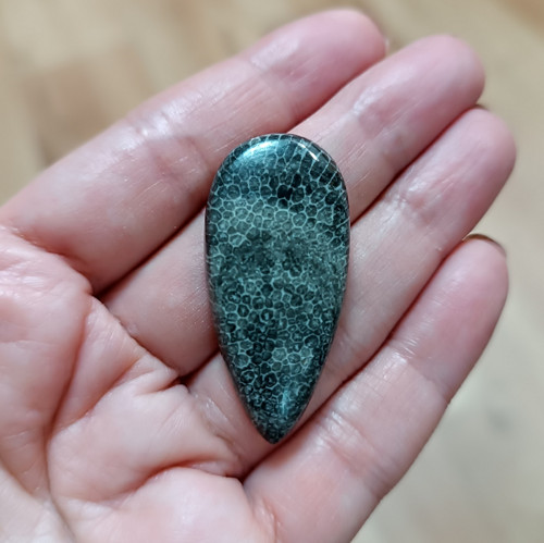 Zkamenělý korál, ID 5365, 41x20 mm - výprodej