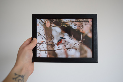 Tisk 13x18 cm v rámu: Alcedo atthis