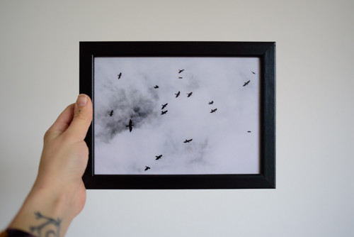 Tisk 13x18 cm v rámu: Corvus frugilegus