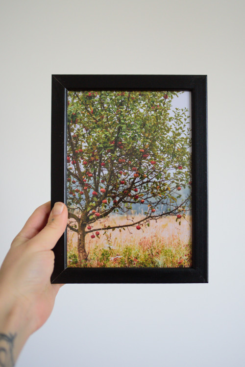 Tisk 13x18 cm v rámu: Malus
