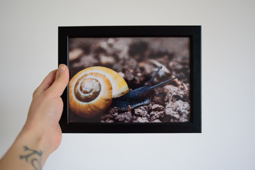 Tisk 13x18 cm v rámu: Cepaea nemoralis
