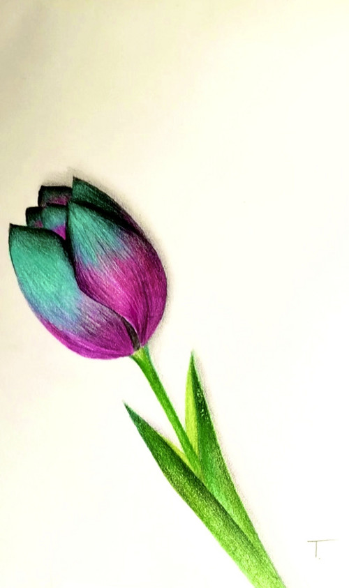 Tulipán