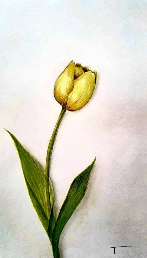 Tulipán