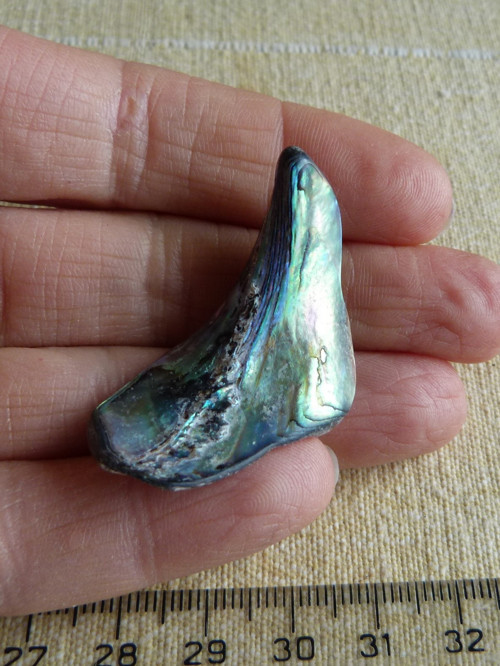 Perleť Paua - 4 cm (P1) — foto 1