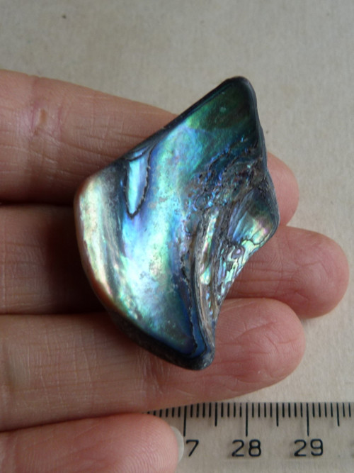 Perleť Paua - 4,1 cm (P2) — foto 1