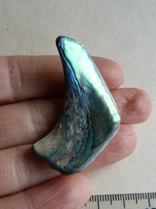 Perleť Paua - 4,5 cm (P3) — foto 1
