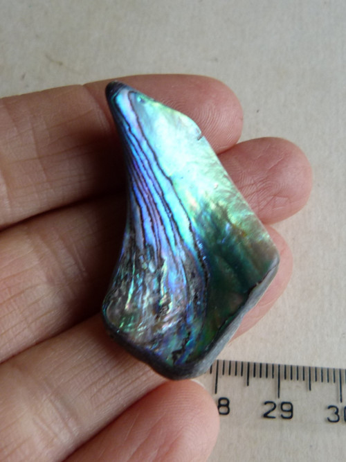 Perleť Paua - 3,8 cm (P4) — foto 1