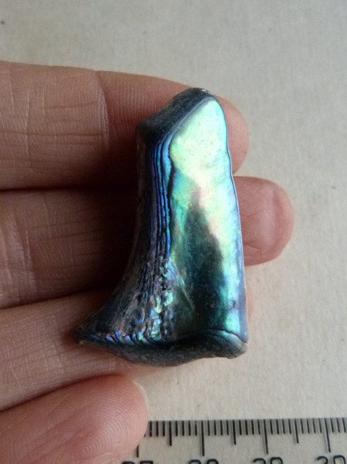 Perleť Paua - 4 cm (P5) — foto 1