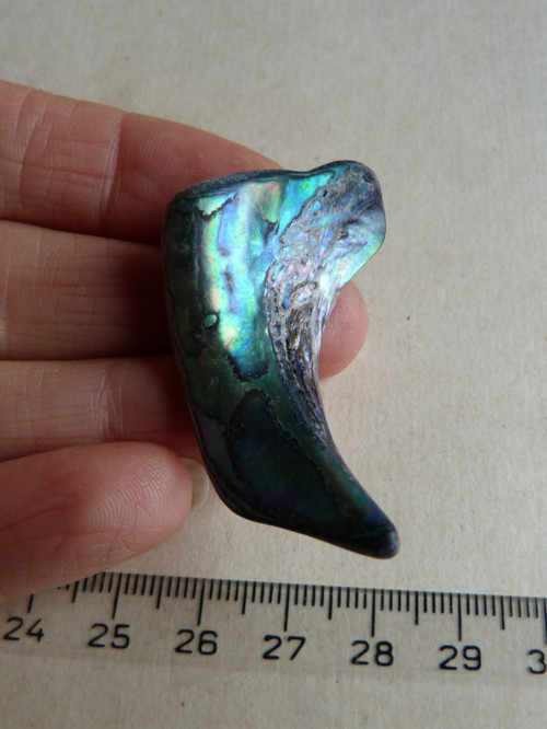 Perleť Paua - 4,5 cm (P6) — foto 1