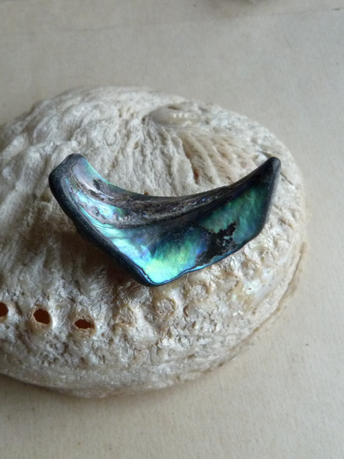 Perleť Paua - 4,5 cm (P7) — foto 1