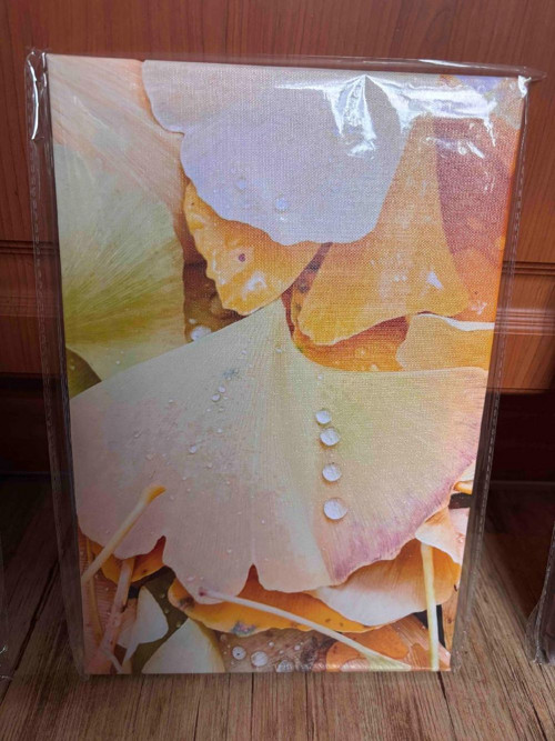 (Jinan dvoulaločný (Ginkgo biloba)- foceno v dešti