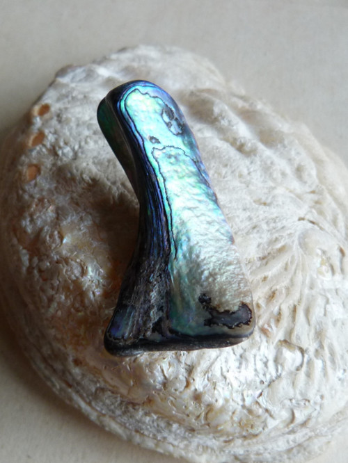 Perleť Paua - 4,6 cm (P8) — foto 1