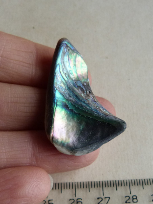 Perleť Paua - 4 cm (P9) — foto 1