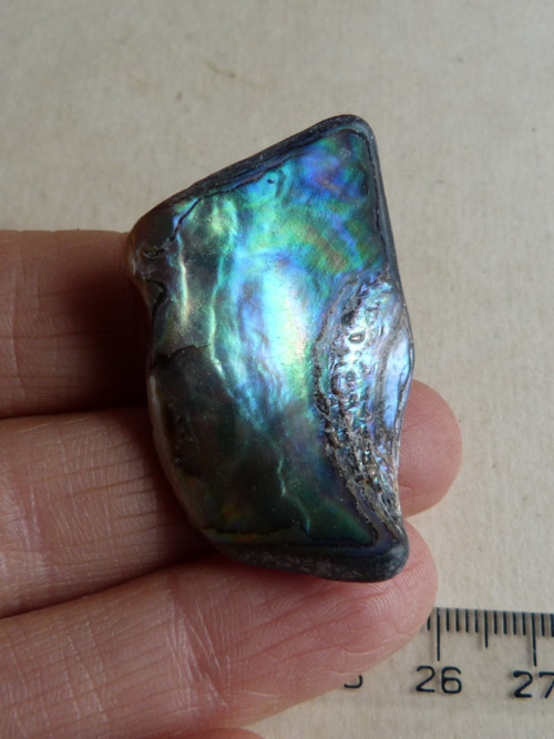 Perleť Paua - 4 cm (P11) — foto 1