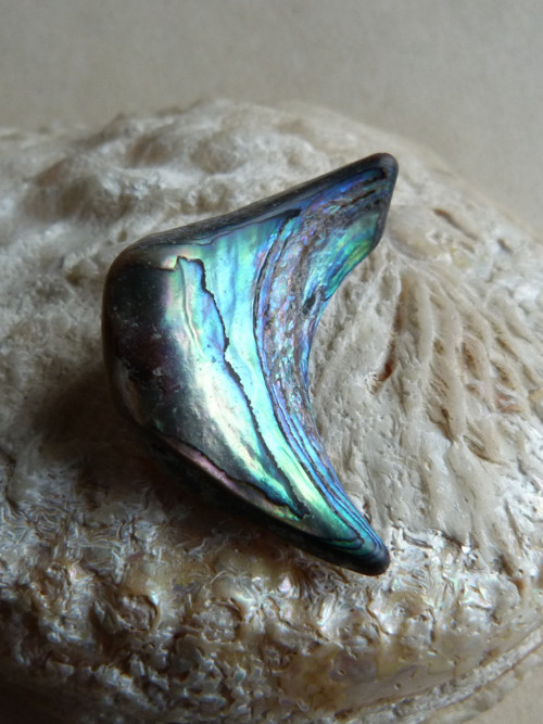 Perleť mušle Paua - 4,1 cm (P12) — foto 1