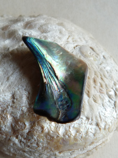 Perleť mušle Paua - 4,2 cm (P13) — foto 1