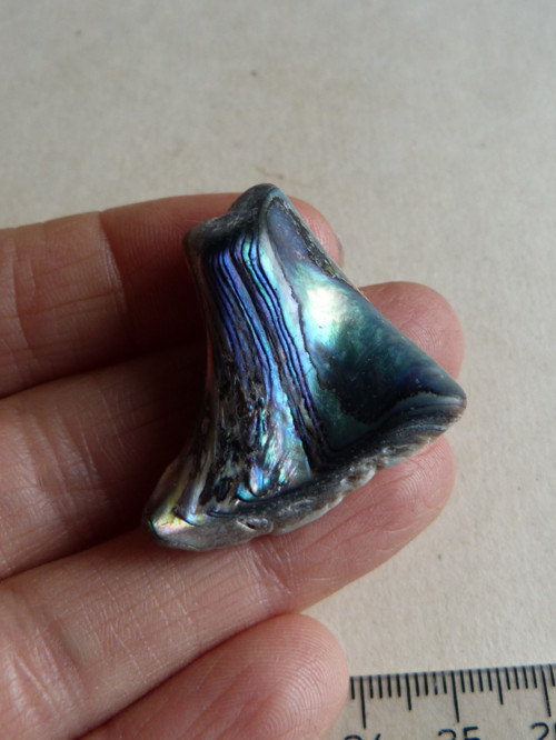 Perleť mušle Paua - 3,8 cm (P14) — foto 1