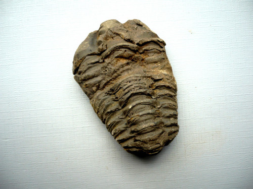 Trilobit Calymene s.p. 53 mm. č.12f