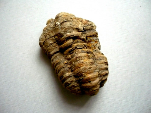 Trilobit Calymene s.p. 64 mm. č.17f
