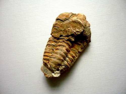 Trilobit Calymene s.p. 50 mm. č.20f