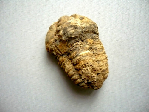Trilobit Calymene s.p. 58 mm, č.26f